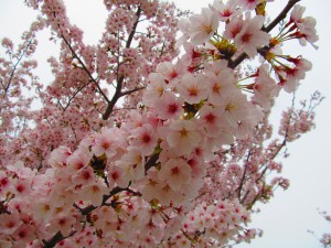 桜★